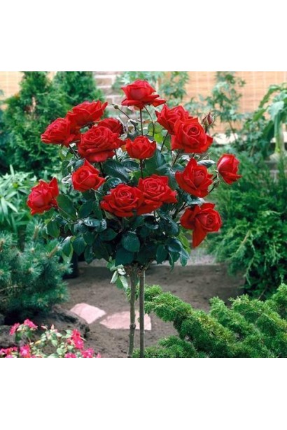 Троянда Ред Вельвет на штамбі - використання в ландшафтному дизайні